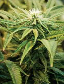 Cannabis Plant