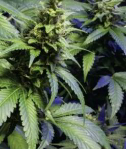 Plant in early stages of flowering